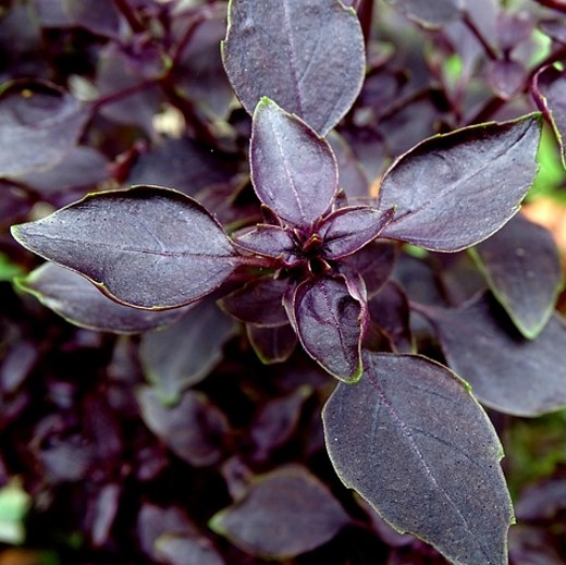Basil Opal – Red-Leaved Purple Basil Seeds - Image 3