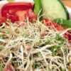 Seed sprouts