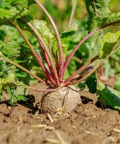 Crosbys Egyptian Beetroot