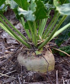 Beetroot growing