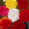 Begonia Double Mixed