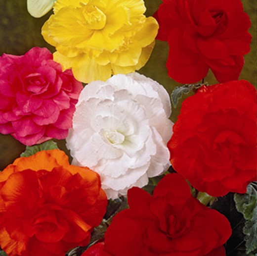 Begonia Double Mixed