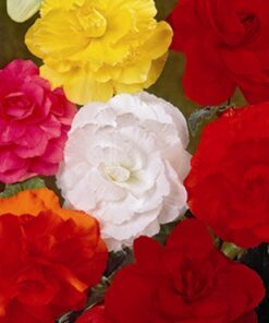 Double Begonia