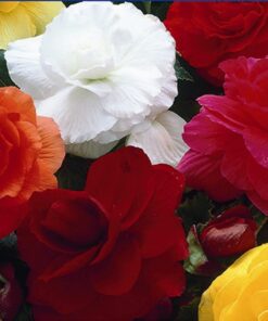Begonia Double