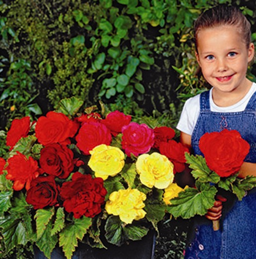BEGONIA Double. Mixed Red and White. (Pack of 3) - Image 3
