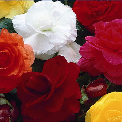 Begonia Double