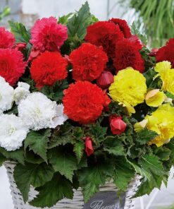 Begonia Fimbriata