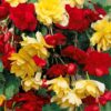 Begonia pendula