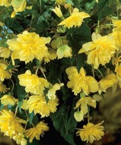 Pendula Begonia Yellow