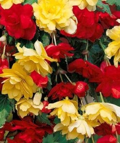 Begonia pendula