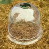 Bell Cloche