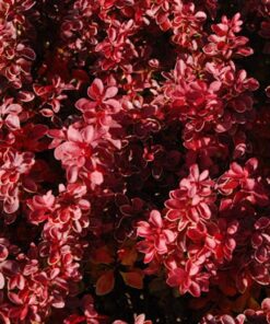 Autumn Barberry