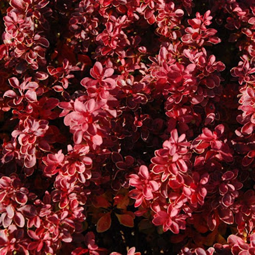 Autumn Barberry