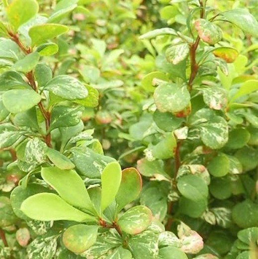 Berberis Pow Wow