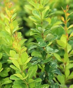 Berberis thun. Pow Wow