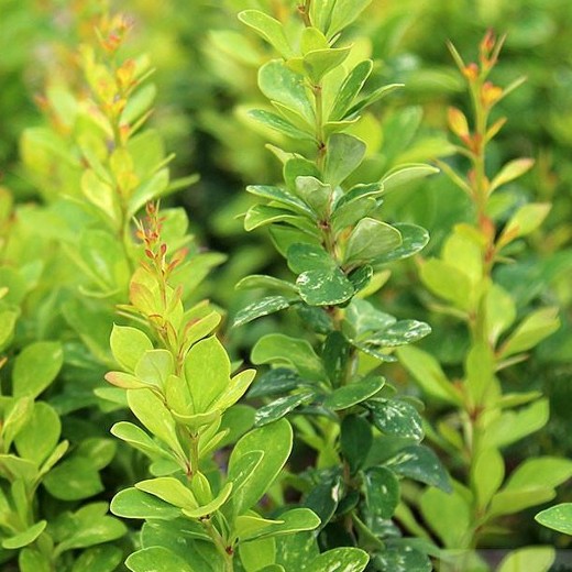 Berberis thun. Pow Wow