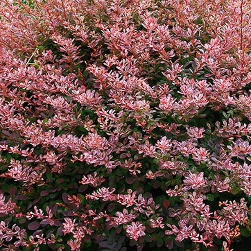 Berberis Rose Glow. Japanese Barberry. - Image 4