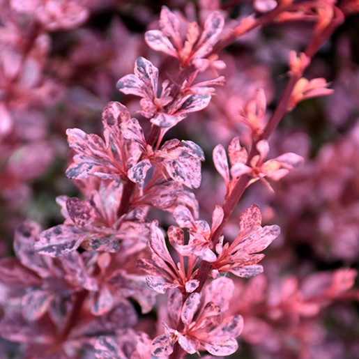 Berberis Rose Glow. Japanese Barberry. - Image 2