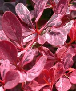 Berberis Rose Glow
