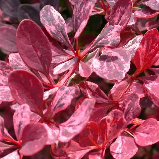Berberis Rose Glow