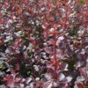 Berberis atropurpurea