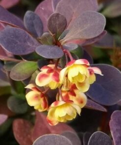 Berberis flower