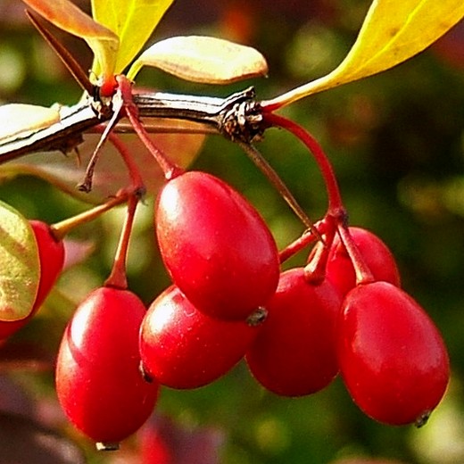 BERBERIS atropurpurea Nana. Japanese Barbery. - Image 4