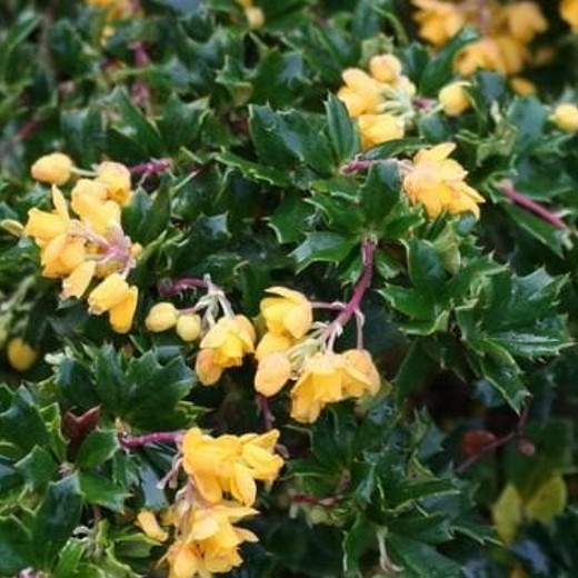 BERBERIS darwinii Nana. Barbery - Image 3
