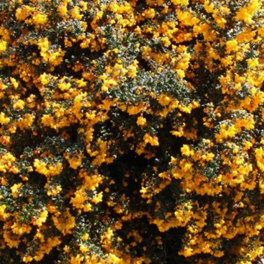 BERBERIS darwinii Nana. Barbery - Image 2
