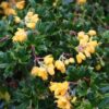 Berberis darwinii Nana