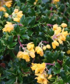 Berberis darwinii Nana
