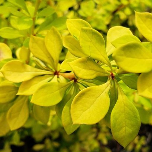 Barberry