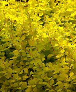 Berberis Aurea