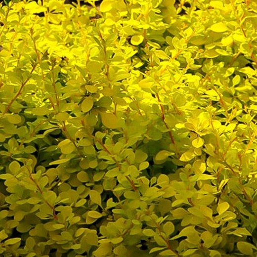 Berberis Aurea