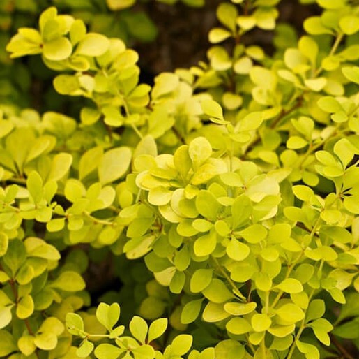 Barberry Aurea