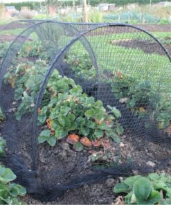 Black Hoop Tunnel