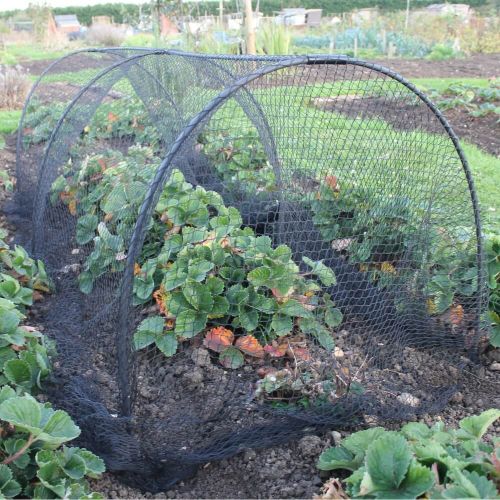 Black Hoop Tunnel