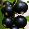 Blackcurrant Ben Hope