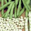 Broad Bean Aquadulce Cllaudia