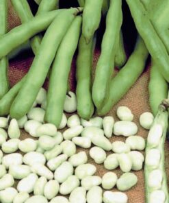 Broad Bean Aquadulce Cllaudia