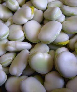 Broad Bean Seed