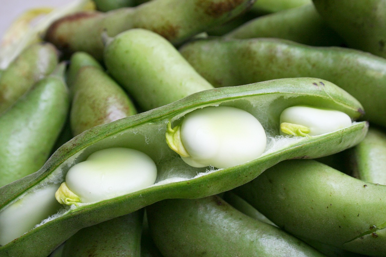 Broad Bean