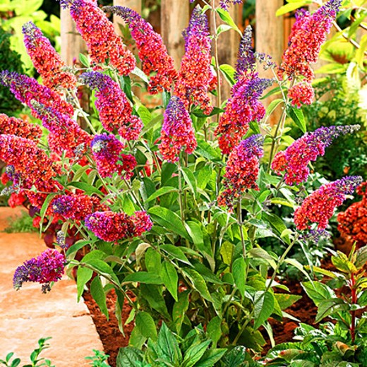 Buddleia Flower Power The Butterfly Bush 