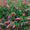 Buddleja Flower Power