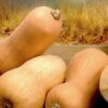 Butternut Squash
