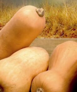 Butternut Squash