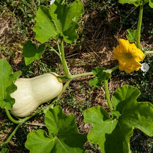 Butternut squash
