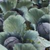 Cabbage Cabeza