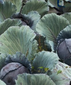 Cabbage Cabeza