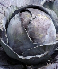 Red Cabbage